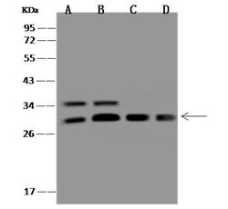 Invitrogen PSMD9 Polyclonal Antibody 100 &mu;L; Unconjugated:Antibodies,