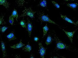 Invitrogen PTF1A Polyclonal Antibody 100 &mu;L; Unconjugated:Antibodies,