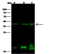 Invitrogen PTF1A Polyclonal Antibody 100 &mu;L; Unconjugated:Antibodies,