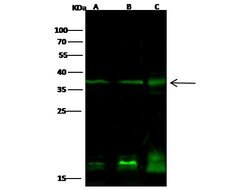 Invitrogen PTF1A Polyclonal Antibody 100 &mu;L; Unconjugated:Antibodies,