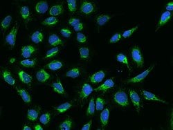 Invitrogen Bit1 Polyclonal Antibody 100 &mu;L; Unconjugated:Antibodies,