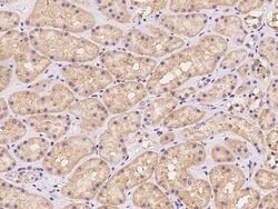 Invitrogen Bit1 Polyclonal Antibody 100 &mu;L; Unconjugated:Antibodies,