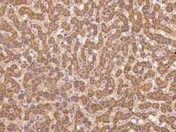 Invitrogen Bit1 Polyclonal Antibody 100 &mu;L; Unconjugated:Antibodies,