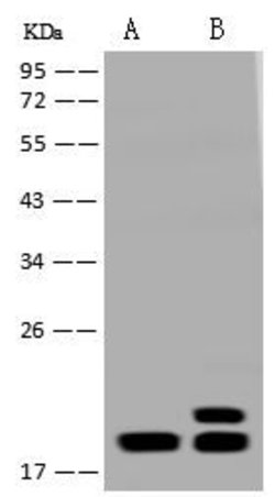Invitrogen Bit1 Polyclonal Antibody 100 &mu;L; Unconjugated:Antibodies,