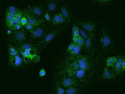 Invitrogen PXMP4 Polyclonal Antibody 100 &mu;L; Unconjugated:Antibodies,