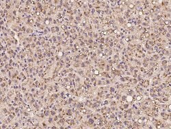 Invitrogen PXMP4 Polyclonal Antibody 100 &mu;L; Unconjugated:Antibodies,