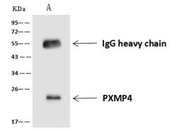 Invitrogen PXMP4 Polyclonal Antibody 100 &mu;L; Unconjugated:Antibodies,