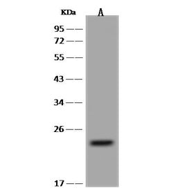 Invitrogen PXMP4 Polyclonal Antibody 100 &mu;L; Unconjugated:Antibodies,