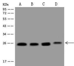 Invitrogen RAB1A Polyclonal Antibody 100 &mu;L; Unconjugated:Antibodies,