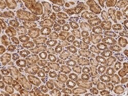Invitrogen RAB7A Polyclonal Antibody 100 &mu;L; Unconjugated:Antibodies,