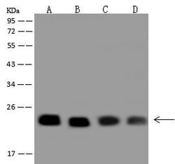 Invitrogen RAB9 Polyclonal Antibody 100 &mu;L | Buy Online | Invitrogen&trade; | Fisher Scientific