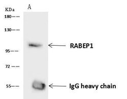 Invitrogen RABEP1 Polyclonal Antibody 100 &mu;L; Unconjugated:Antibodies,