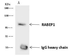 Invitrogen RABEP1 Polyclonal Antibody 100 &mu;L; Unconjugated:Antibodies,