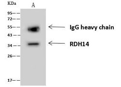 Invitrogen RDH14 Polyclonal Antibody 100 &mu;L; Unconjugated:Antibodies,