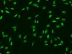Invitrogen MINA53 Polyclonal Antibody 100 &mu;L; Unconjugated:Antibodies,