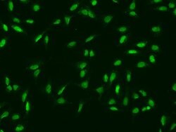 Invitrogen MINA53 Polyclonal Antibody 100 &mu;L; Unconjugated:Antibodies,