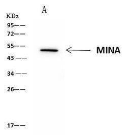 Invitrogen MINA53 Polyclonal Antibody 100 &mu;L; Unconjugated:Antibodies,