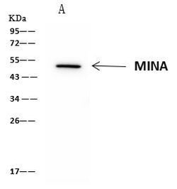Invitrogen MINA53 Polyclonal Antibody 100 &mu;L; Unconjugated:Antibodies,