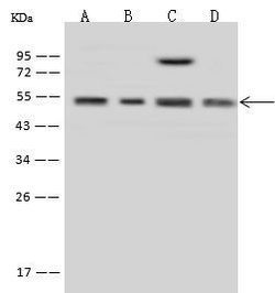 Invitrogen MINA53 Polyclonal Antibody 100 &mu;L; Unconjugated:Antibodies,