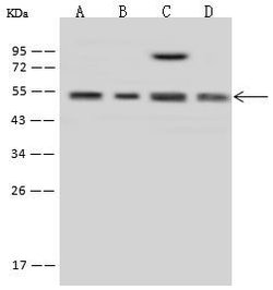 Invitrogen MINA53 Polyclonal Antibody 100 &mu;L; Unconjugated:Antibodies,
