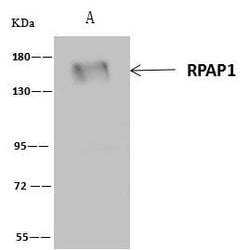 Invitrogen RPAP1 Polyclonal Antibody 100 &mu;L; Unconjugated:Antibodies,