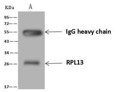 Invitrogen RPL13 Polyclonal Antibody 100 &mu;L; Unconjugated:Antibodies,