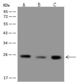 Invitrogen RPL13 Polyclonal Antibody 100 &mu;L; Unconjugated:Antibodies,