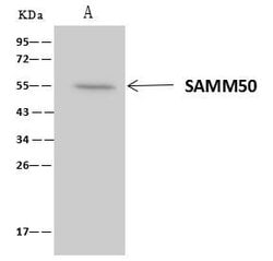Invitrogen SAMM50 Polyclonal Antibody 100 &mu;L; Unconjugated:Antibodies,