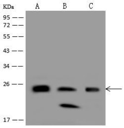 Invitrogen SAR1A Polyclonal Antibody 100 &mu;L; Unconjugated:Antibodies,