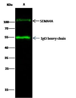 SEMA4A Polyclonal Antibody:Antibodies, Polyclonal