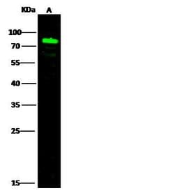 SEMA4A Polyclonal Antibody:Antibodies, Polyclonal
