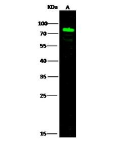 SEMA4A Polyclonal Antibody:Antibodies, Polyclonal