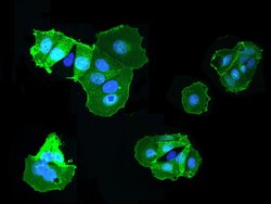 CD98 Polyclonal Antibody, Invitrogen 100 &mu;L; Unconjugated:Antibodies,