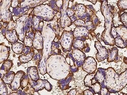 CD98 Polyclonal Antibody, Invitrogen 100 &mu;L; Unconjugated:Antibodies,