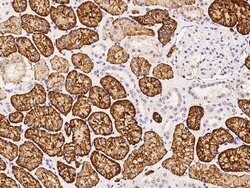 CD98 Polyclonal Antibody, Invitrogen 100 &mu;L; Unconjugated:Antibodies,