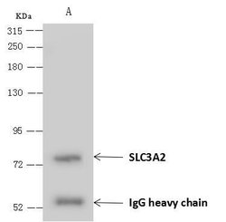 CD98 Polyclonal Antibody, Invitrogen 100 &mu;L; Unconjugated:Antibodies,