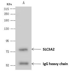 CD98 Polyclonal Antibody, Invitrogen 100 &mu;L; Unconjugated:Antibodies,