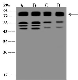 CD98 Polyclonal Antibody, Invitrogen 100 &mu;L; Unconjugated:Antibodies,