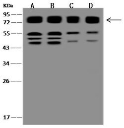 CD98 Polyclonal Antibody, Invitrogen 100 &mu;L; Unconjugated:Antibodies,