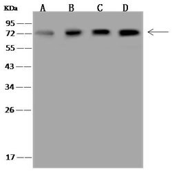 Invitrogen SNW1 Polyclonal Antibody 100 &mu;L; Unconjugated:Antibodies,