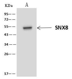 Invitrogen SNX8 Polyclonal Antibody 100 &mu;L; Unconjugated:Antibodies,