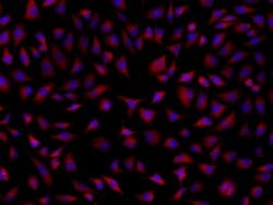 Invitrogen SRCRB4D Polyclonal Antibody 100 μL; Unconjugated:Antibodies,