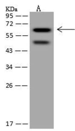 Invitrogen SRCRB4D Polyclonal Antibody 100 μL; Unconjugated:Antibodies,