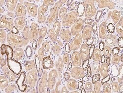Invitrogen HIP Polyclonal Antibody 100 &mu;L; Unconjugated:Antibodies,