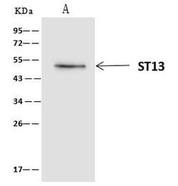 Invitrogen HIP Polyclonal Antibody 100 &mu;L; Unconjugated:Antibodies,