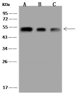 Invitrogen HIP Polyclonal Antibody 100 &mu;L; Unconjugated:Antibodies,