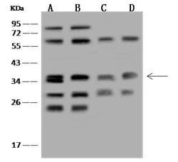 STX12 Polyclonal Antibody:Antibodies, Polyclonal