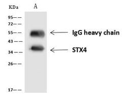 Syntaxin 4 Polyclonal Antibody:Antibodies, Polyclonal