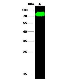 Invitrogen Synapsin 1 Polyclonal Antibody 100 μL; Unconjugated:Antibodies,