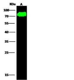 Invitrogen Synapsin 1 Polyclonal Antibody 100 μL; Unconjugated:Antibodies,
